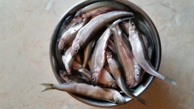 Stinta, 3,0 kg