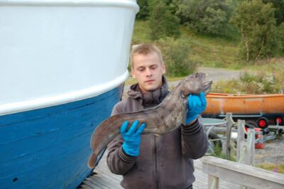 Paprastoji vilkžuvė, 6,5 kg — Norvegijos jūra