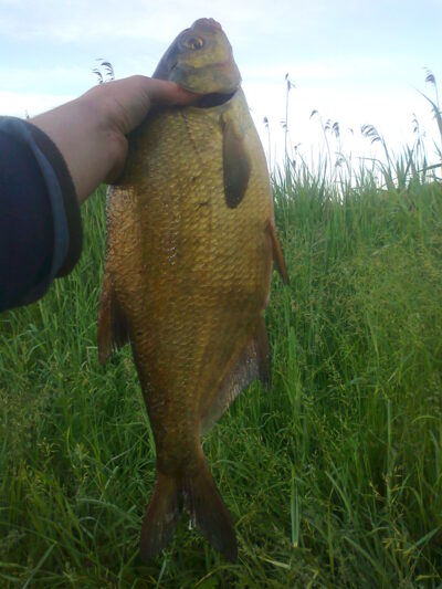 Karšis, 1,4 kg — Liberiškio