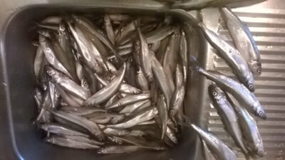 Stinta, 4,8 kg — Kuršių
