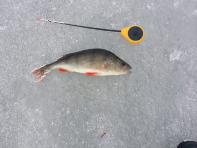 Ešerys, 0,4 kg