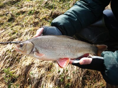 Mekne, 0,7 kg — Mūša