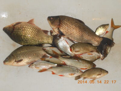 Sidabrinis karosas ×4
