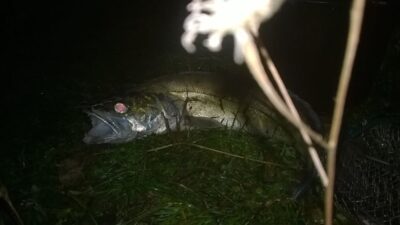 Starkis, 1,3 kg — Beržėnų