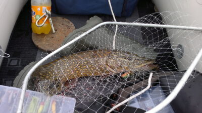 Lydeka, 4,0 kg — Vištytis