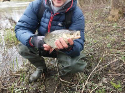 šapalas, 1,3 kg — Mūša