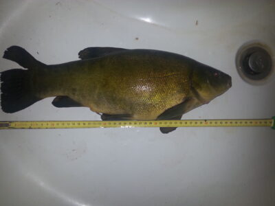 Lynas, 2,0 kg