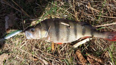 Ešerys, 1,0 kg