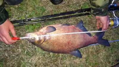 Karšis, 2,7 kg — Merguva