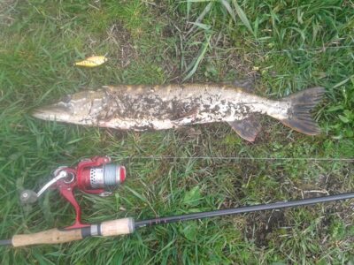Lydeka, 2,5 kg