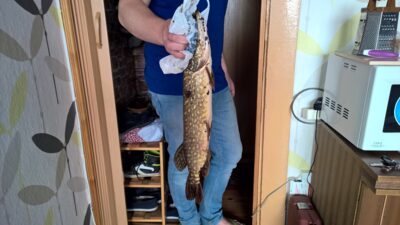 Lydeka, 1,3 kg