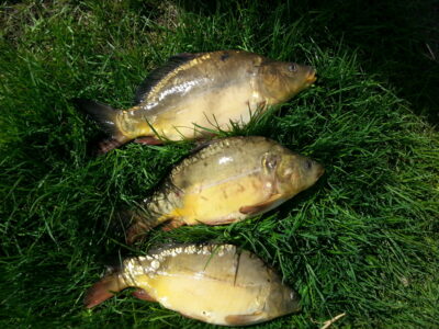 Paprastasis karpis ×3 — Pikeliškiai