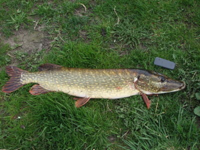 Lydeka, 5,6 kg — Šešupė