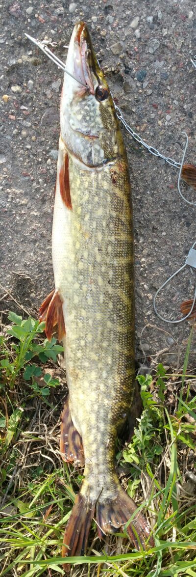 Lydeka, 2,1 kg — Elektrėnų marių