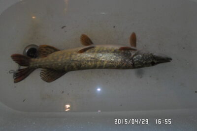 Lydeka, 2,3 kg — Praviršulis