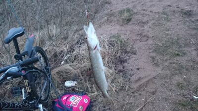 Lydeka, 0,3 kg