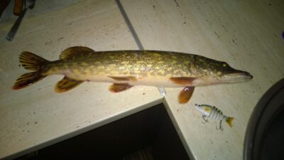 Lydeka, 1,2 kg