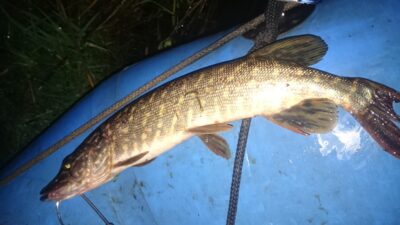 Lydeka, 0,8 kg — Klaipėdos