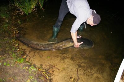 šamas, 60,0 kg — Ilgis