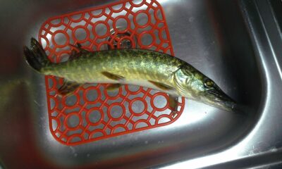 Lydeka, 0,8 kg — Elmininkų