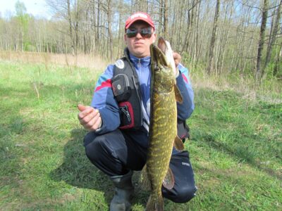 Lydeka, 3,7 kg — Viešis