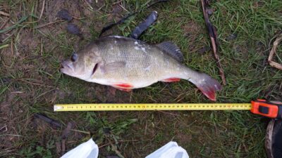 Ešerys, 0,8 kg — Vėžaičių