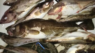 Menkė, 2,0 kg — Baltijos jūra