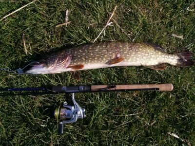 Lydeka, 1,8 kg — Elektrėnų marių