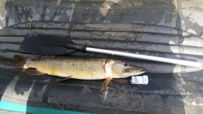 Lydeka, 5,0 kg