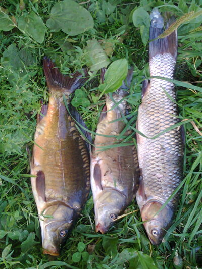 Paprastasis karpis ×3 — Tverų
