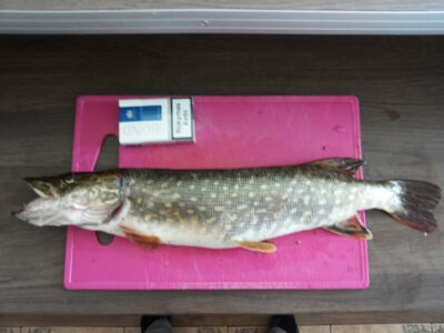 Lydeka, 1,2 kg — Neris