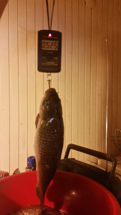 Auksinis karosas, 0,5 kg — Nemunas