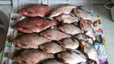 Karšis, 5,0 kg — Kauno marių