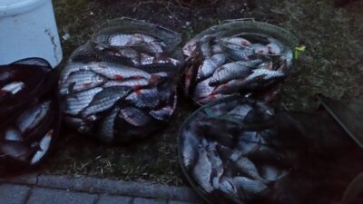 Paprastoji kuoja, 0,4 kg — Minija