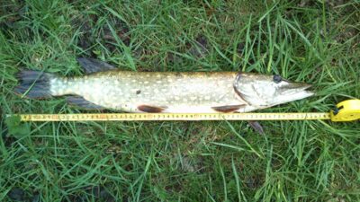 Lydeka, 2,0 kg — Glaudžių