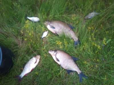 Karšis, 2,5 kg — Nemunas