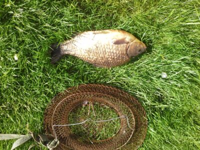 Sidabrinis karosas, 1,1 kg — Nevėžis