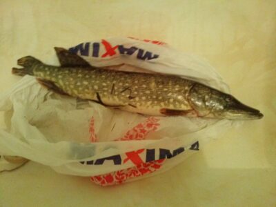 Lydeka, 2,0 kg — Laukžemių
