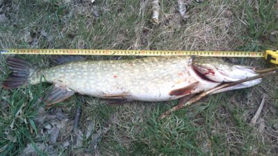 Lydeka, 2,8 kg — Glaudžių
