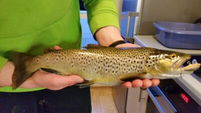 Upėtakis, 0,9 kg — Elliðavatn