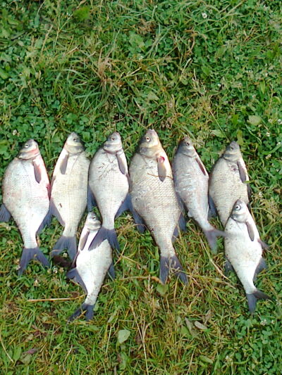 Karšis ×8