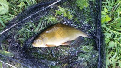 Lynas, 0,8 kg — Ubiškės