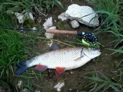 šapalas, 1,5 kg — Mūša