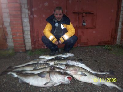 Menkė, 12,0 kg