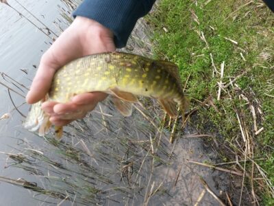 Lydeka, 0,4 kg — Bubių