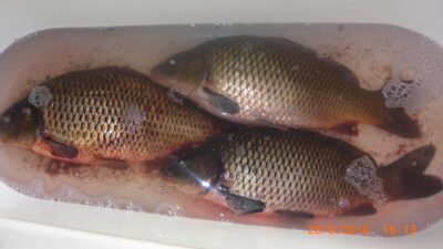 Paprastasis karpis ×3