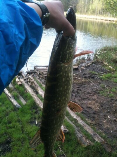 Lydeka, 2,0 kg — Unguraitis