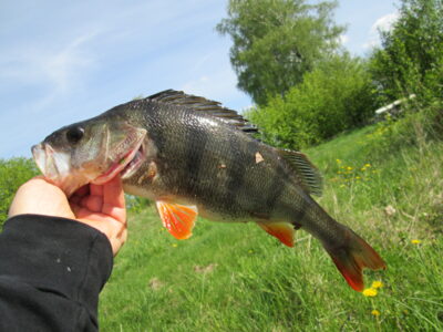 Ešerys, 0,7 kg