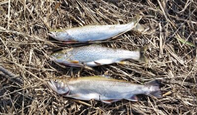 Upėtakis ×3 — East River of Pictou