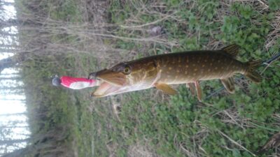 Lydeka, 0,4 kg